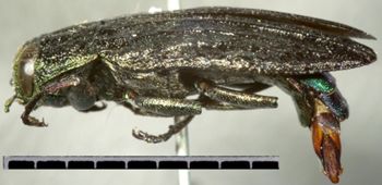 Media type: image;   Entomology 8116 Aspect: habitus lateral view